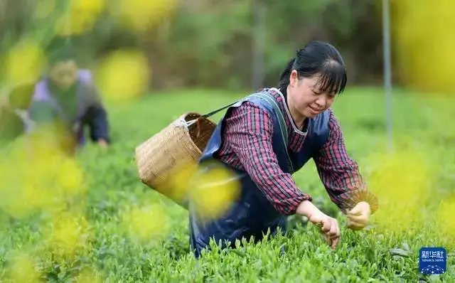 贵州凤冈：“生态茶”产业成为村民增收的重要产业