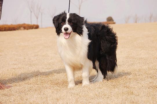 贵阳中型犬宠物店