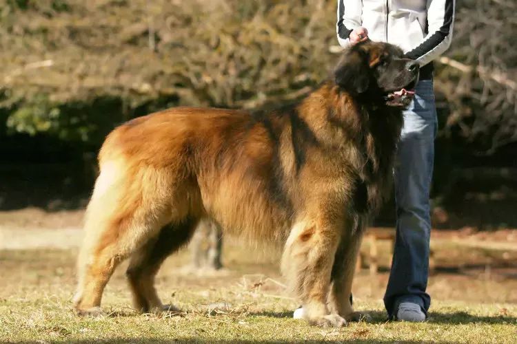 贵阳大型犬宠物店