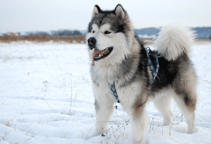 贵阳大型犬宠物店